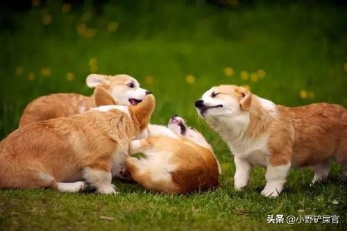 牧牛犬家族：不仅有小短腿柯基犬，还有“黑旋风”罗威纳犬