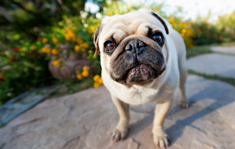 巴哥犬饲养四大要点，你知道几个？