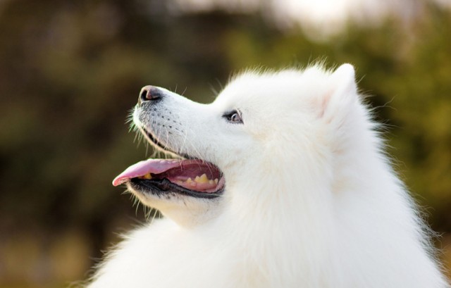 狗界白色天使：是什么让萨摩耶犬成为最可爱的犬种