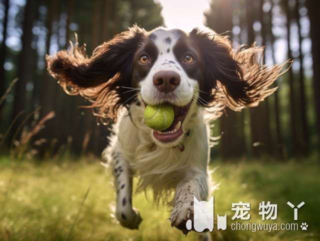 奶牛花纹幼犬的品种？