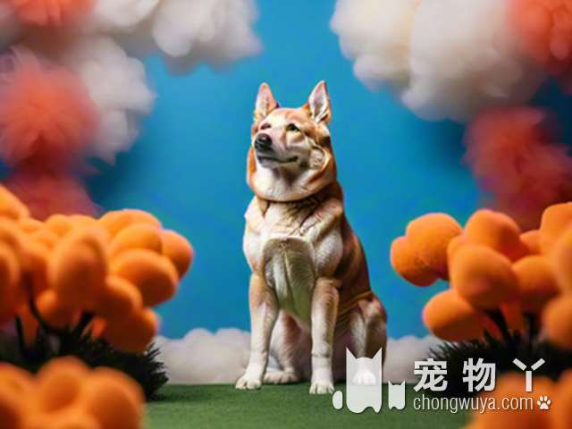 金毛犬一天多少次大小便？