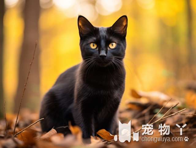 怀孕猫咪，怎样进行B超检查及体检？